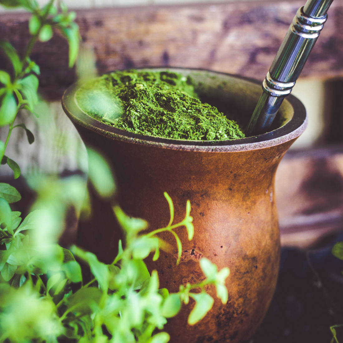 Yerba Mate: The Lush Green Elixir of Vitality and Wellness