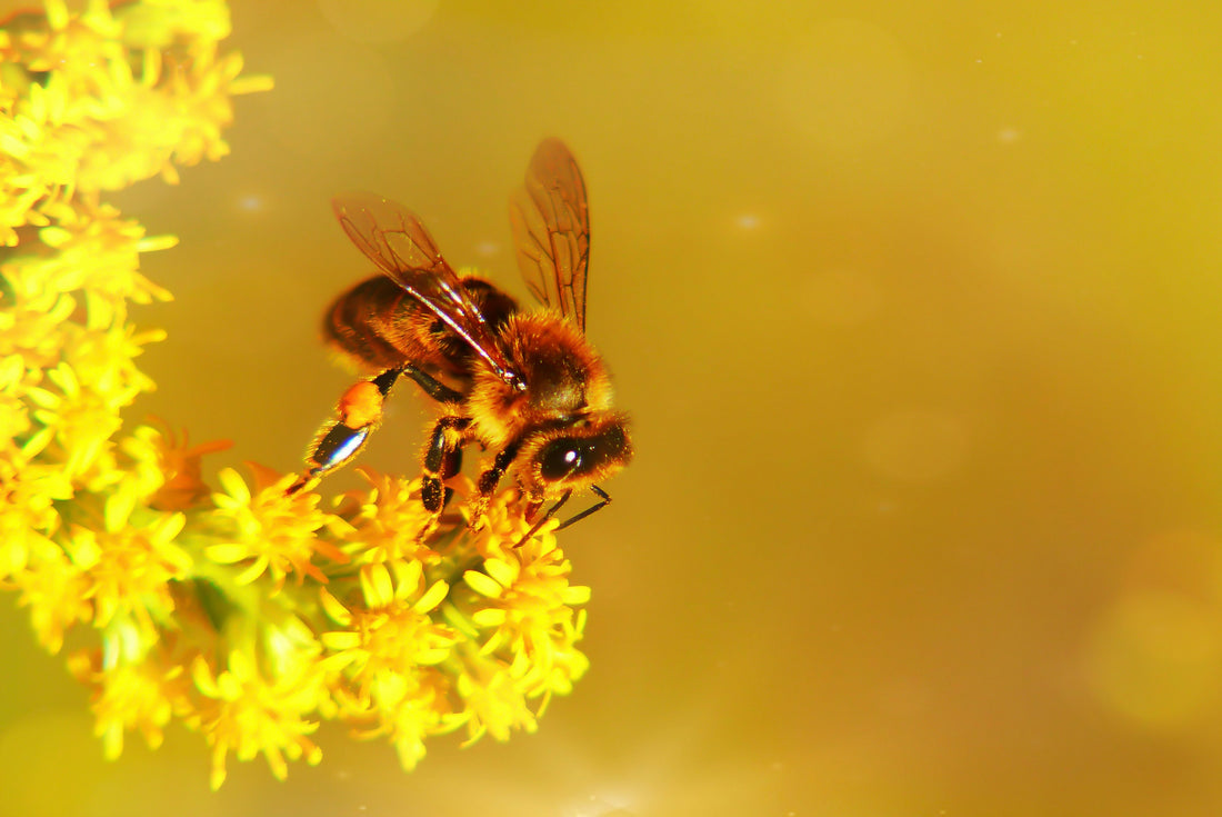 Royal Jelly: Nature’s Elixir in a Capsule